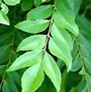 bhagyaherbals