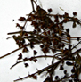 bhagyaherbals