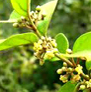 bhagyaherbals