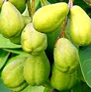 bhagyaherbals