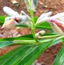 bhagyaherbals