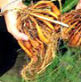 bhagyaherbals